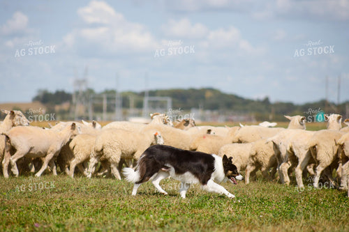 Farm Dog Herding Sheep 261010