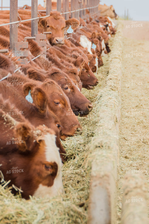 Cattle Eating Out of Trough 97063