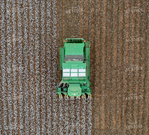 Cotton Harvest 79563