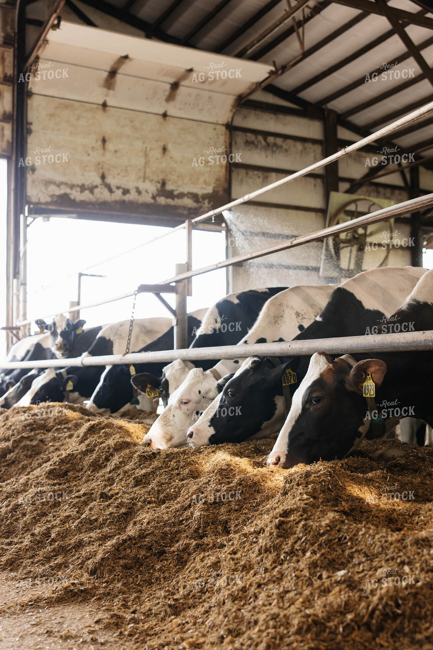 Cattle in Open Air Barn 152750