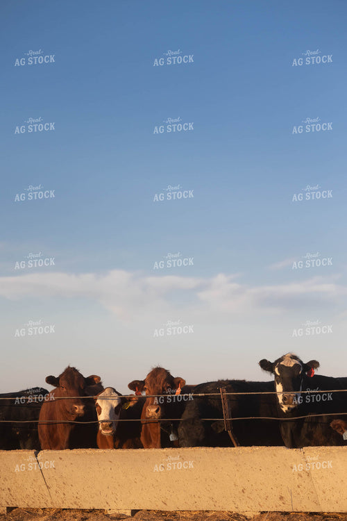 Cattle on Feedlot 72150