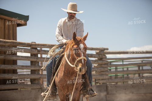 Training Colts 78250