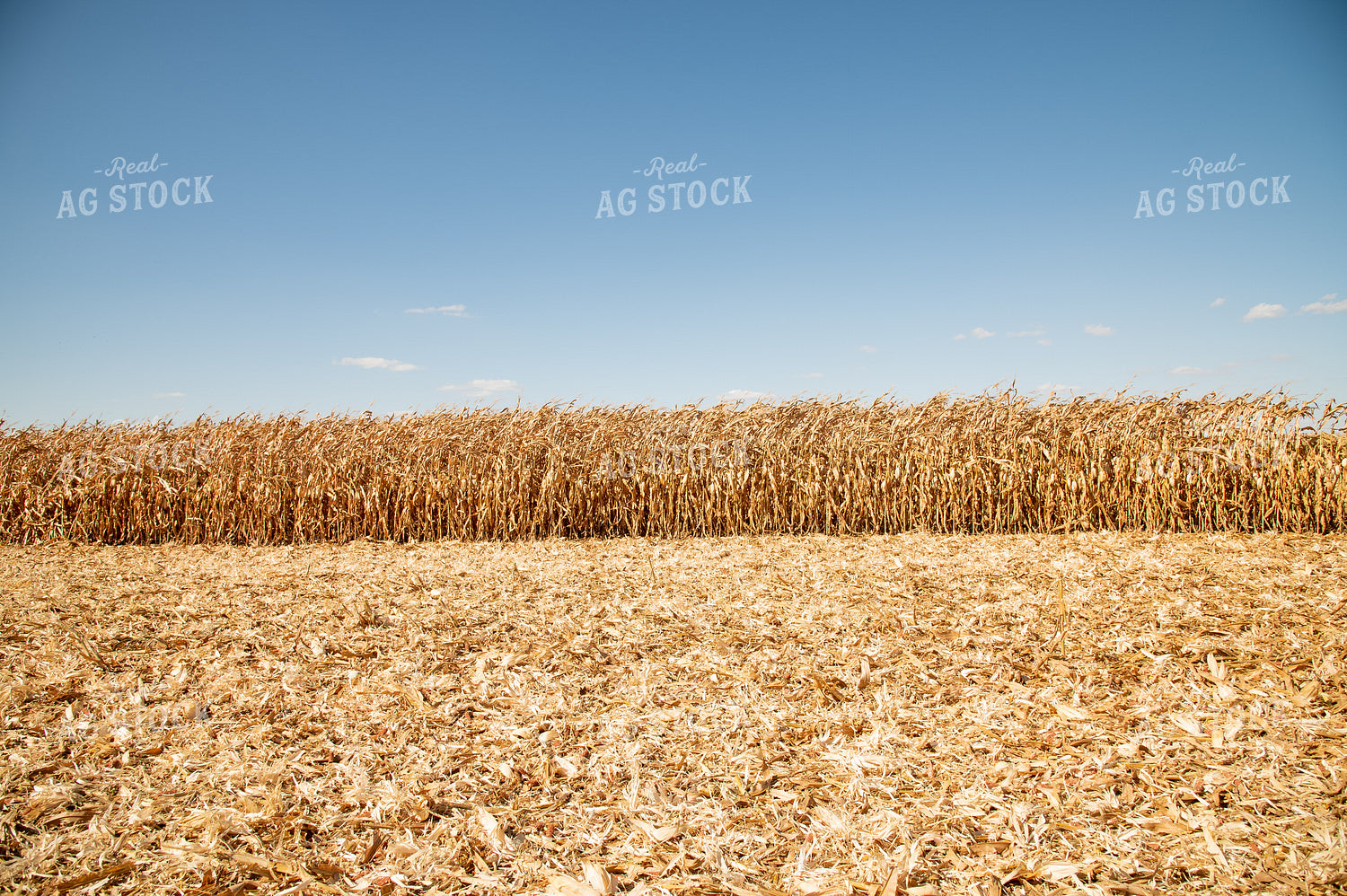 Corn Field 25950