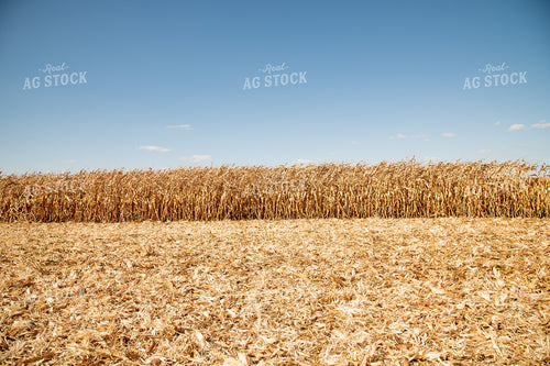 Corn Field 25950