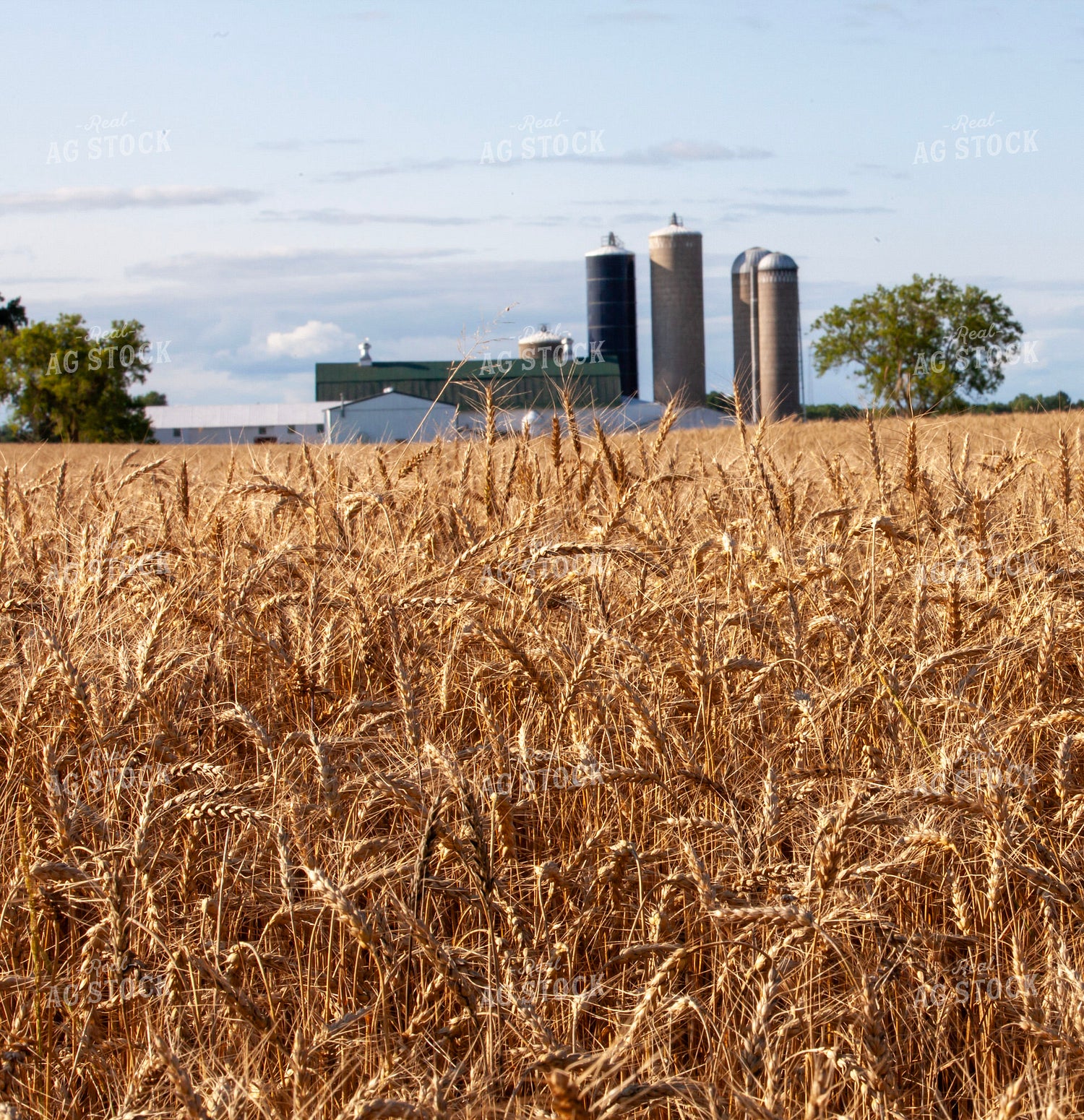 Dried Wheat 132066