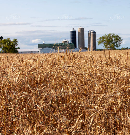Dried Wheat 132066