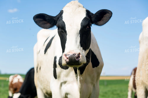 Holstein Cow in Pasture 90006