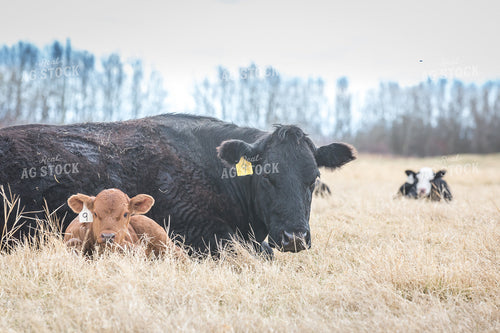 Cow Calf Pair 138139