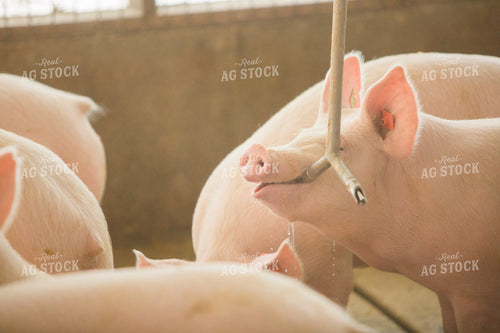 Pigs in Modern Barn Drinking Water 3865