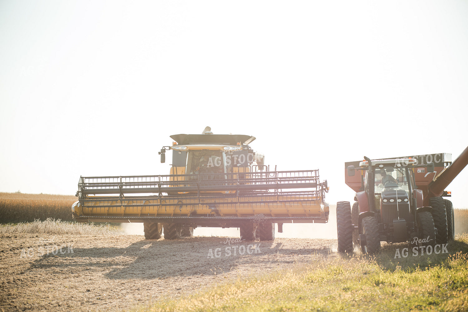 Soybean Harvest 215072
