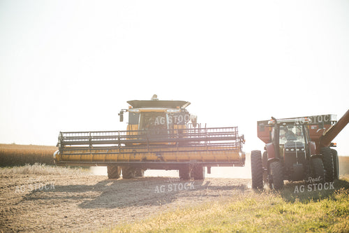 Soybean Harvest 215072