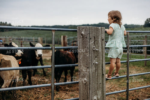 Farm Kid Looking at Cattle in Pen 281046
