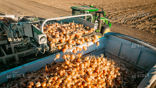 Onion Harvest 56712