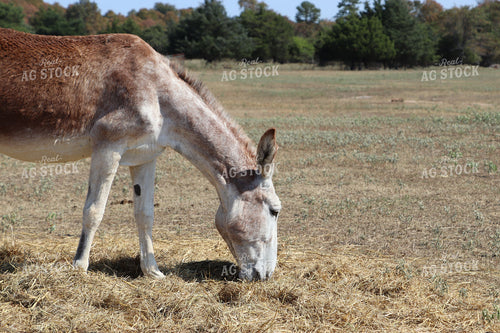 Donkey 201025