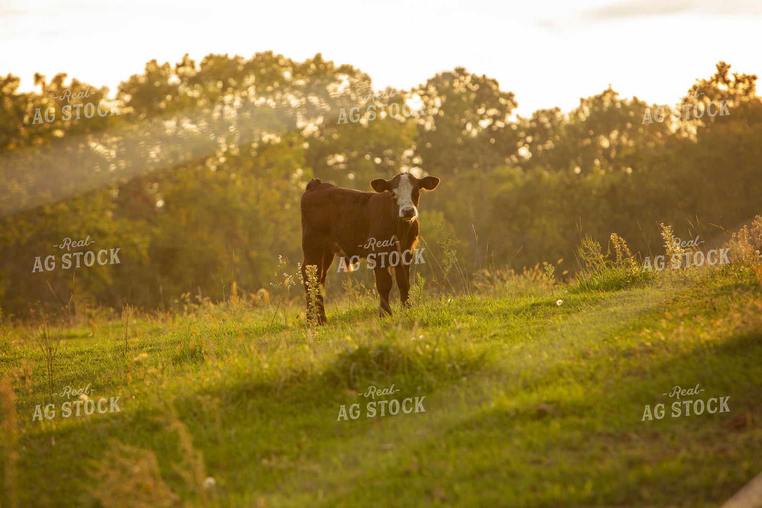 Cattle 2410