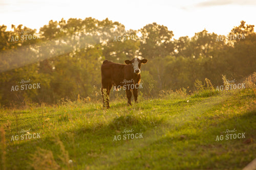Cattle 2410