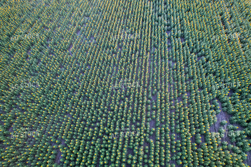 Aerial of Sunflower Field 261067