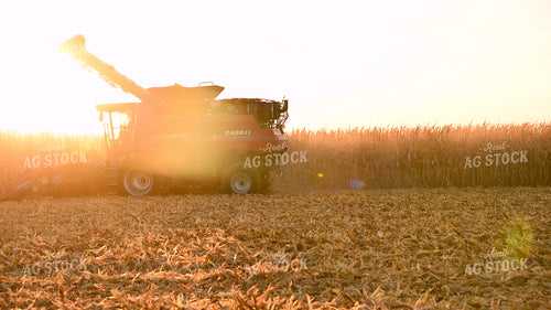 Combine Harvesting Corn at Sunset 25783