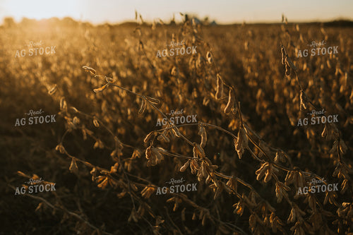 Dried Soybeans in Partially Harvested Field 5090