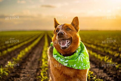 Farm Dog Sits in Early Stage Corn Field at Sunset 136043