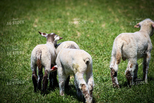 Lambs 84240