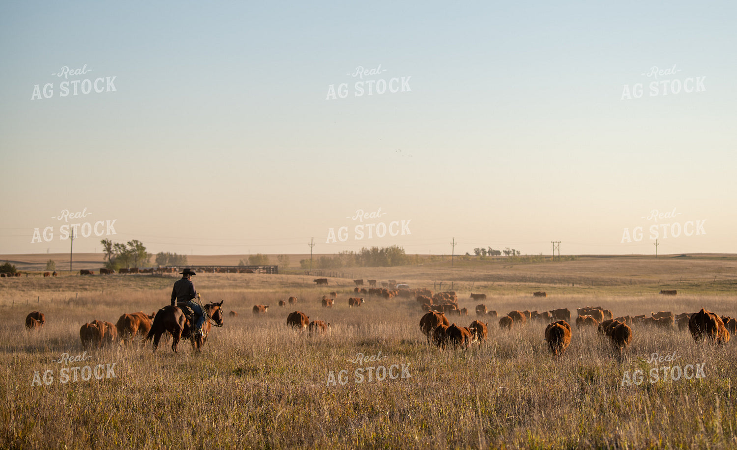 Rancher Herding Cattle on Horseback 212138