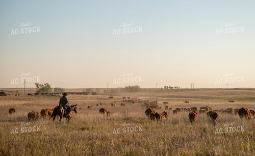 Rancher Herding Cattle on Horseback 212138