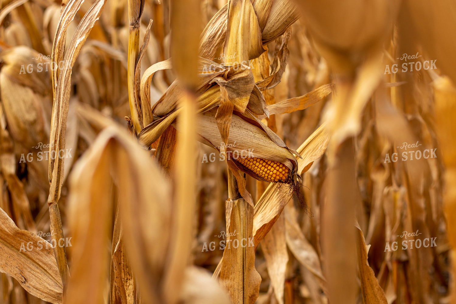 Dried Corn Field 67165