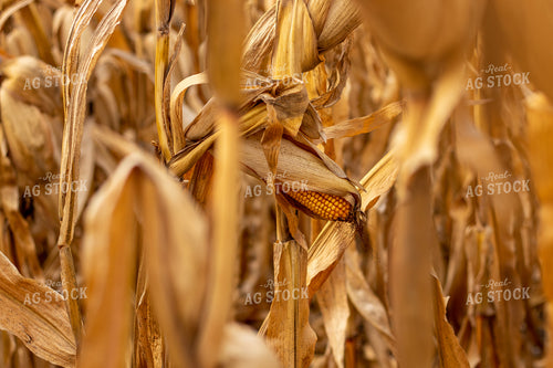 Dried Corn Field 67165