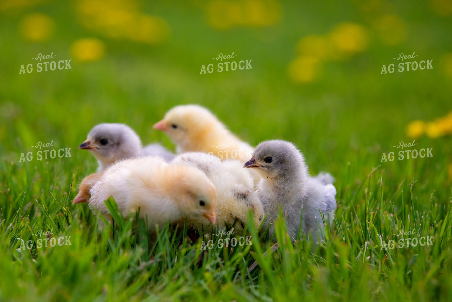 Baby Chicks 299062