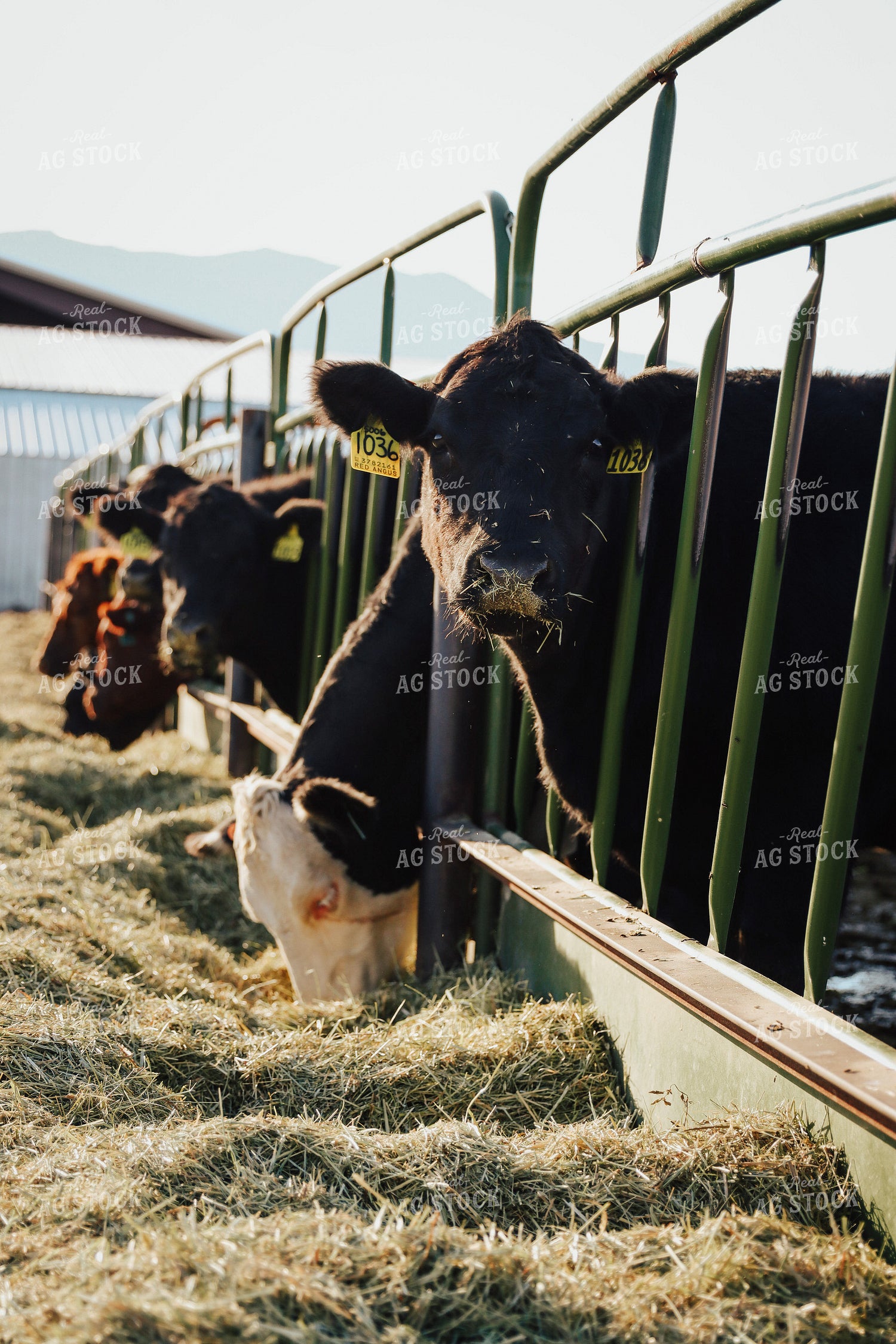 Cattle Eating 83126