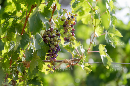 Vineyard Grape Production 107068