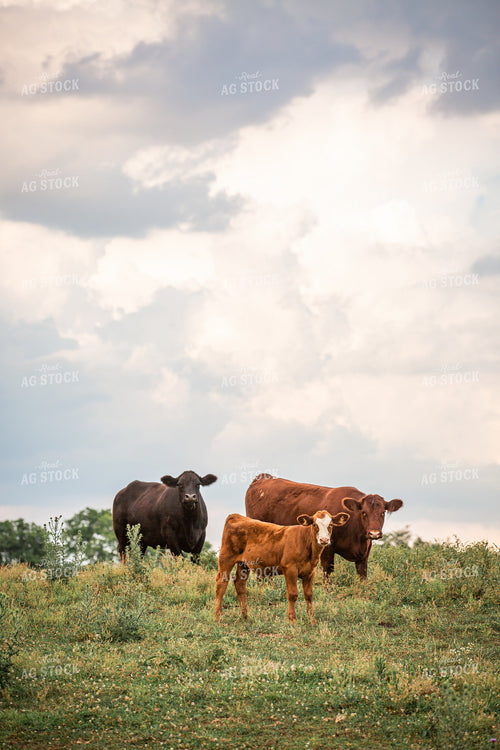 Cattle on Pasture 270243