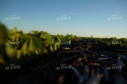 Soybeans - Early Growth 1417