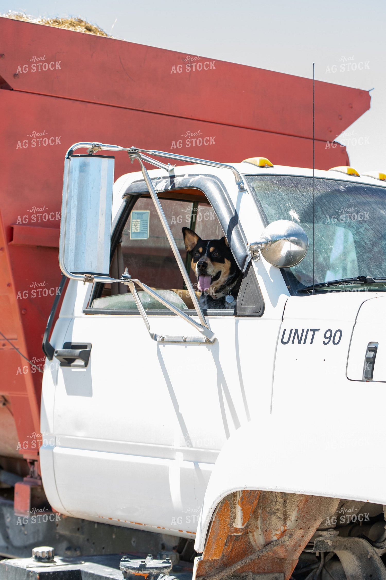 Dog in Feed Truck 193066