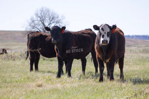 Black Angus Cattle on Pasture 117312