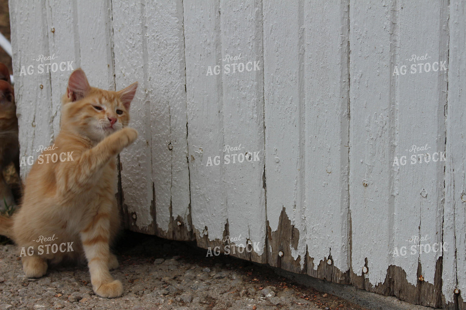 Farm Cat 63004