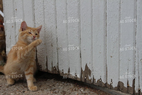 Farm Cat 63004