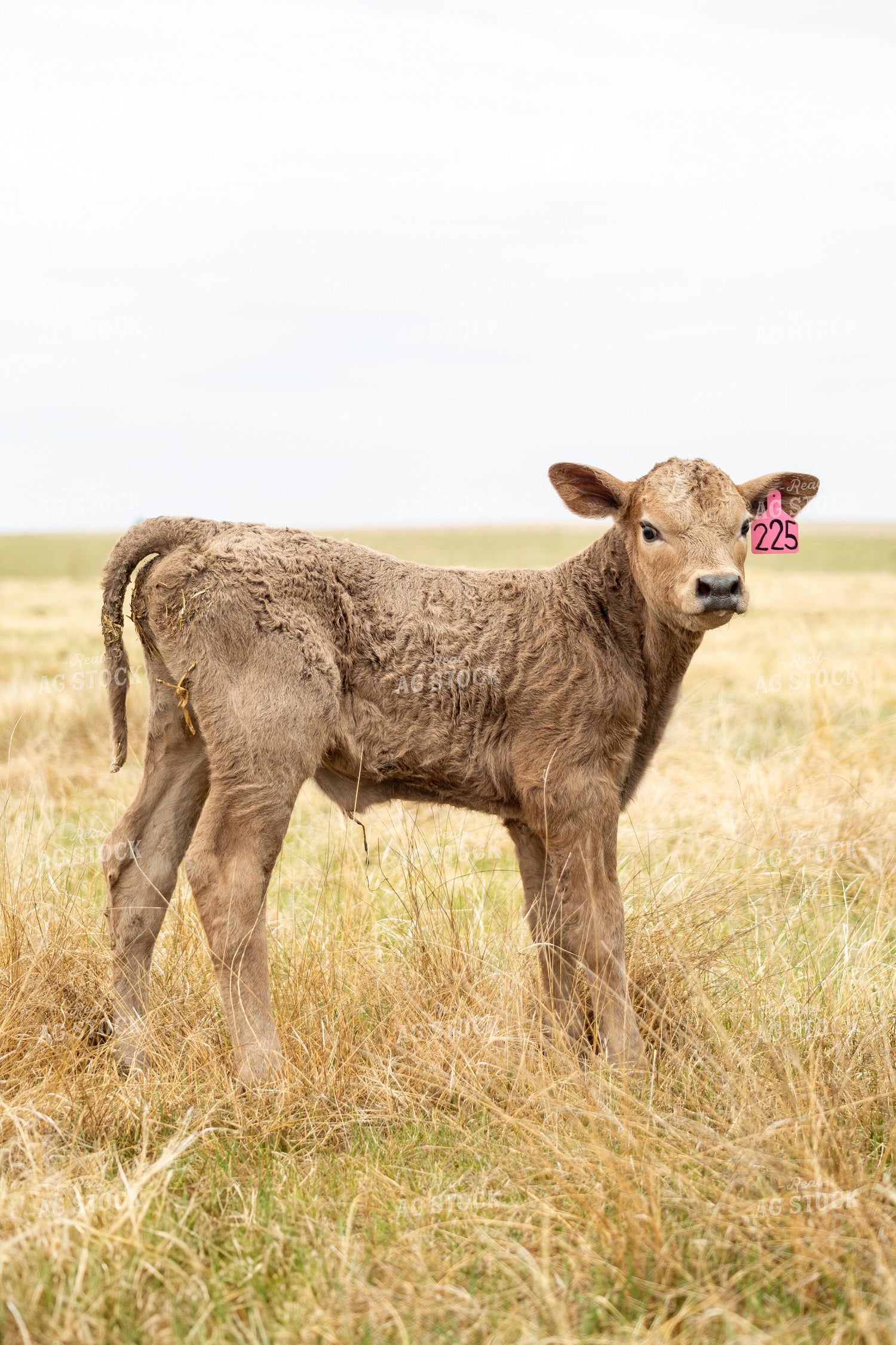 Young Calf in Pasture 155706