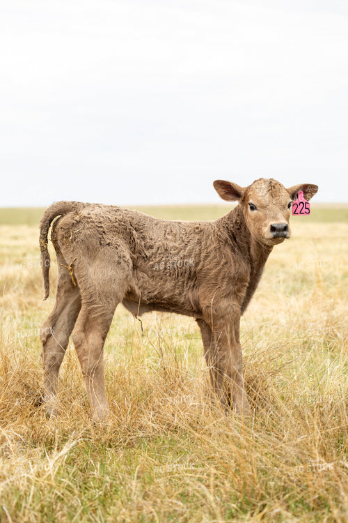 Young Calf in Pasture 155706