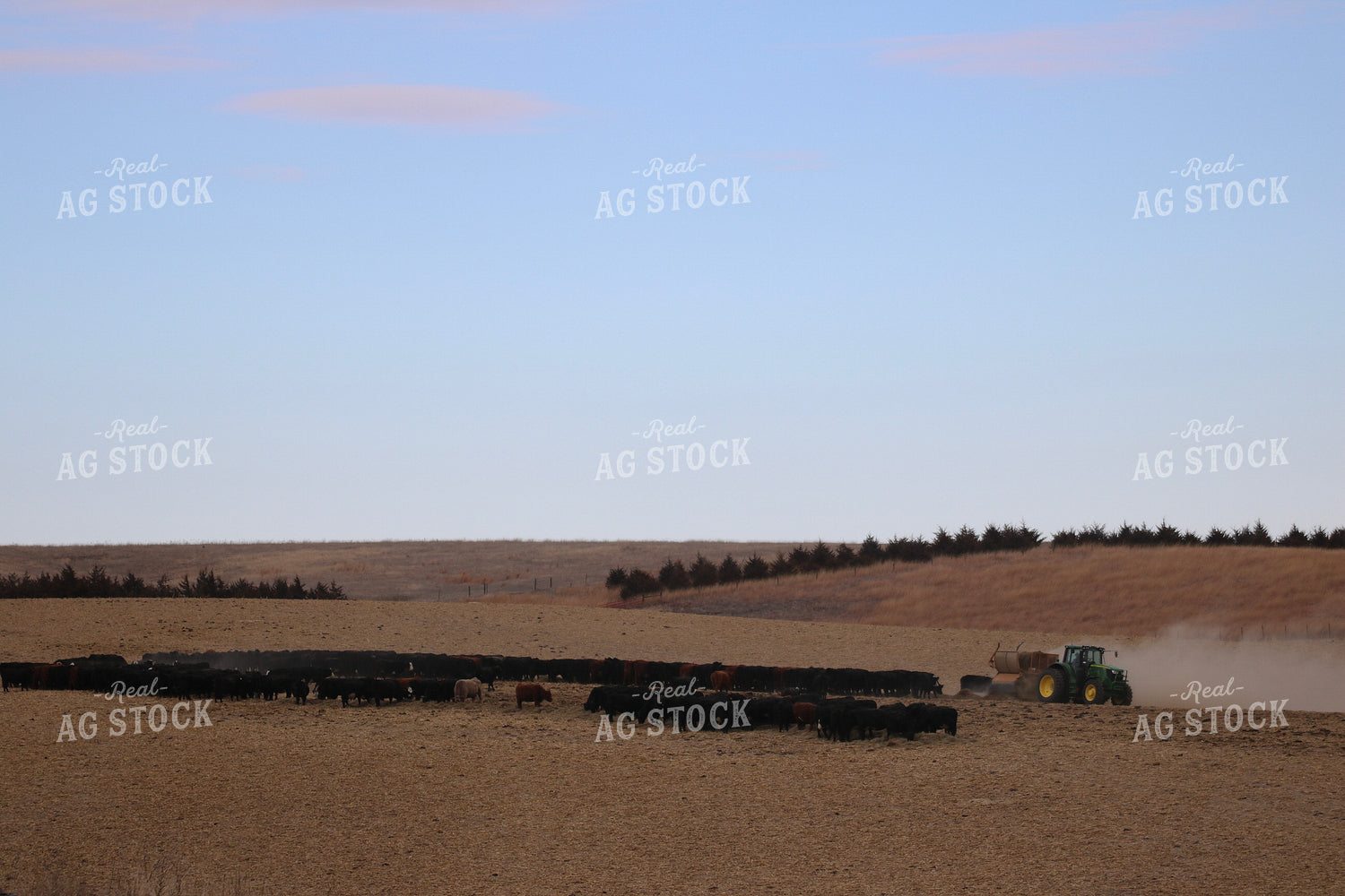Feeding Out Hay to Cattle 82204