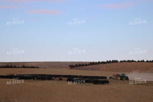 Feeding Out Hay to Cattle 82204