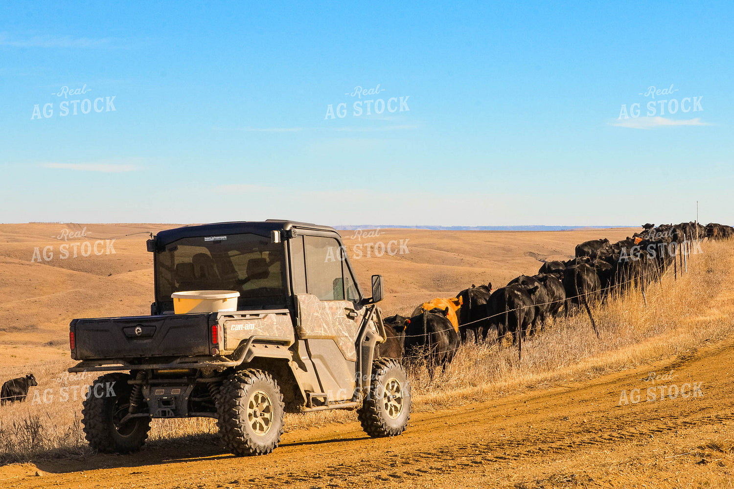 Moving Cattle Herd 299119