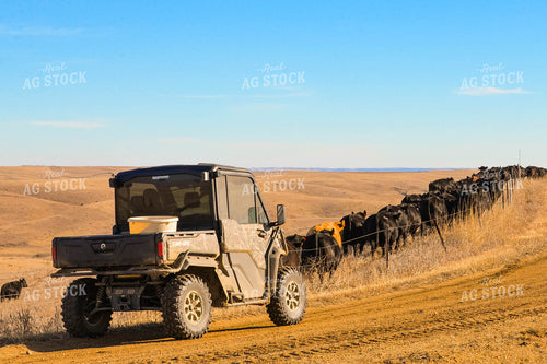 Moving Cattle Herd 299119