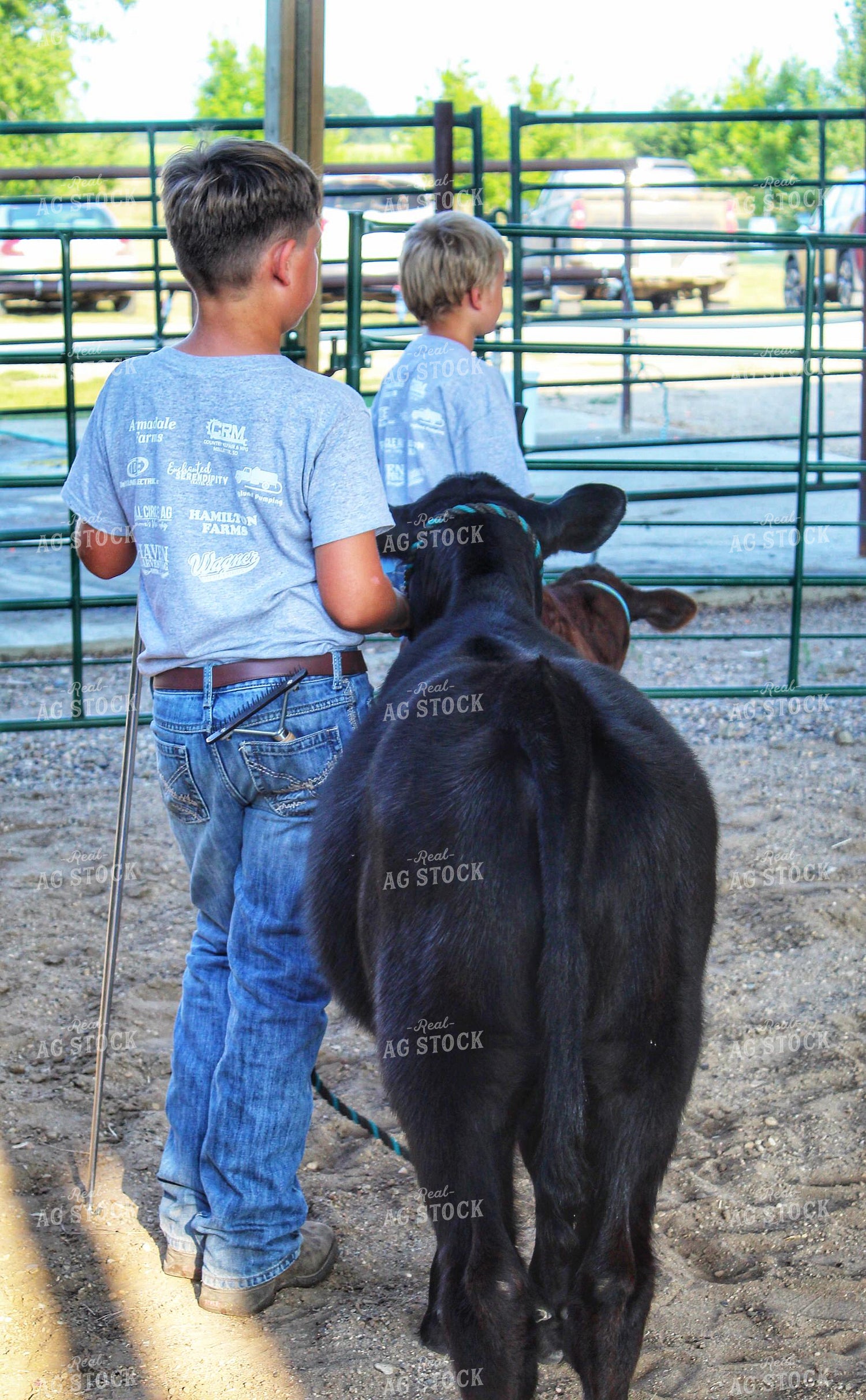 Farm Kids Show Cattle 141166