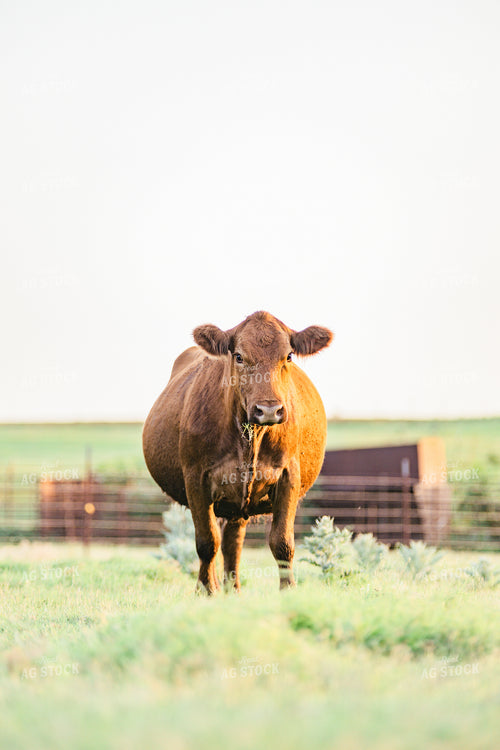 Red Angus Cow in Pasture 131022