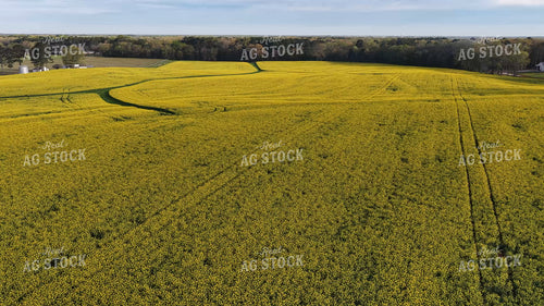 Canola Field 79895