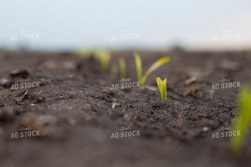 Corn - Early Growth 1185