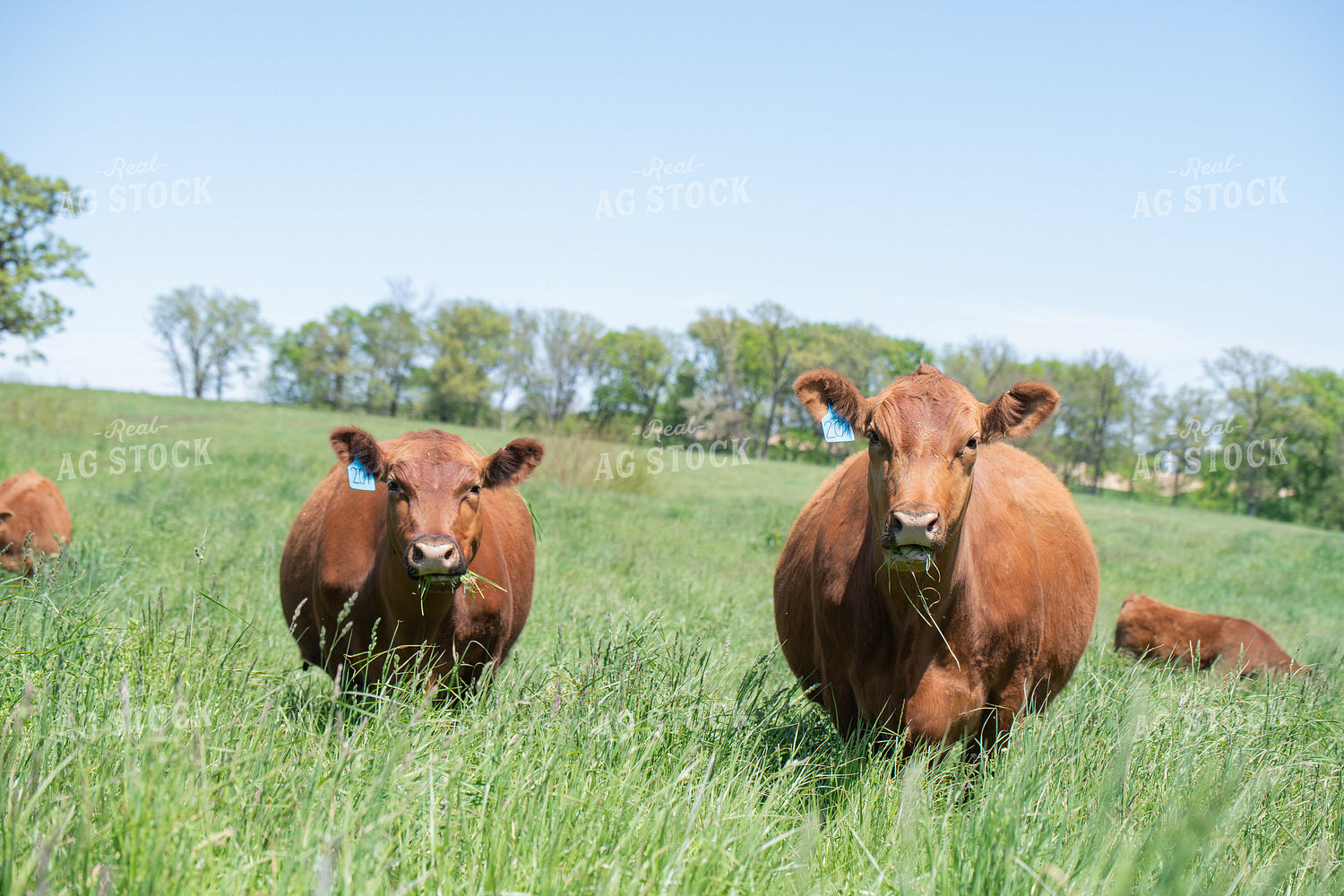 Red Angus Cow Calf Pairs on Pasture 193108