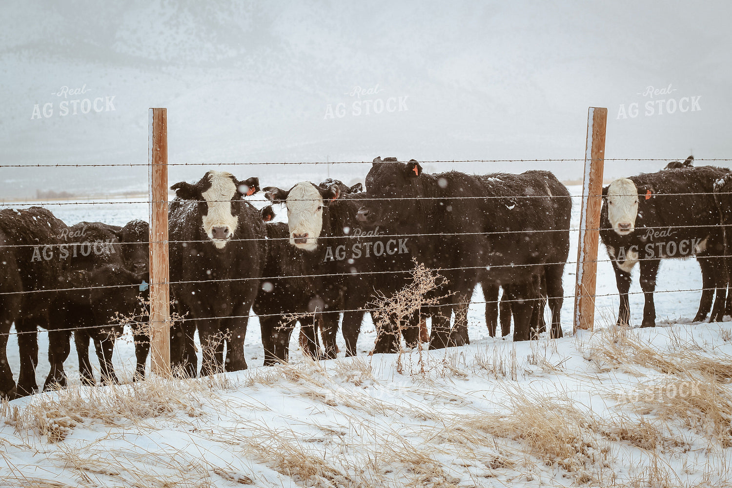 Angus and Baldy Cattle Along Fence in Pasture 78119